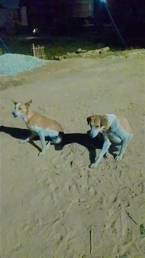 YouTube shorts viral dog Indian #shorts #short #dog