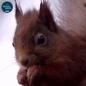 580K views · 4.2K reactions | One week to go people! ❄️#Winterwatch returns 29th January, 8pm BBC Two. | BBC Springwatch | Facebook