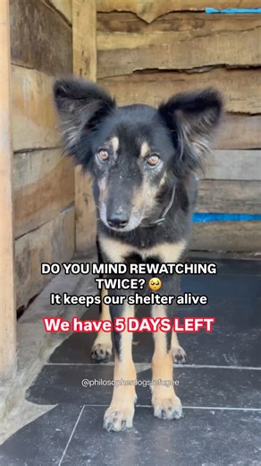 We Have 5 Days Left To Save Our Shelter Dogs 😭 #dogrescue #rescuedogs #shelterdogs #animalrescue