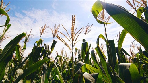South African corn exports boost mutually beneficial development