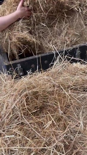 Traurige Tatsache: Für viele Pferdebesitzer ist es heute kaum mehr vorstellbar, dass ihr Pferd normales Heu frisst – ohne Bedampfen, ohne Waschen. 😶‍🌫️ Die Angst vor Husten, Atemnot und Rückfällen sitzt tief. Aber: Wenn du verstehst, warum dein Pferd hustet, brauchst du keine ständigen Kompromisse mehr. Im Intensiv-Workshop Der Lungen-Kompass bekommst du das Wissen und die Strategie, um dein Pferd langfristig zu stabilisieren – und wieder einfach losreiten zu können. Ohne vorher das Heu zu bed