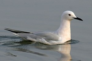 Slender billed gull - Alchetron, The Free Social Encyclopedia
