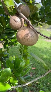 Amazing mamey fruit #mamey #fruit #reels | Jacky Zh