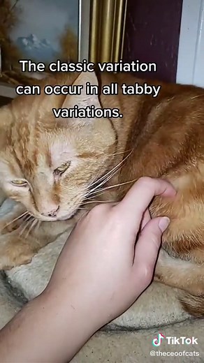 Types of Tabby Cats - Patterns, Colors, and Variations