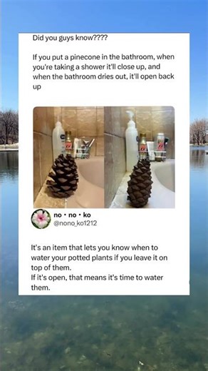 Put a Pinecone in Your Bathroom and It Tells You When to Water Your Plants 🌲