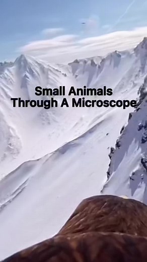Small Animals Through A Microscope… #rasdamfacts