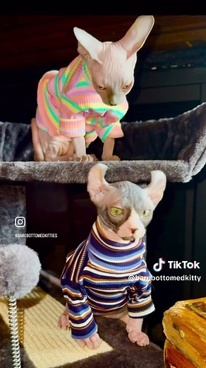 #spynx #spynxreels #baldcatsoftiktok #spynxcat #sphynxcat #sphynxaddiction #sphynxkitten #churrocat #soynxtty #sphynxtok #sphynxlife #sphynxkitties #sphynxclothes #sphynxlover #catsoftiktok #catlover
