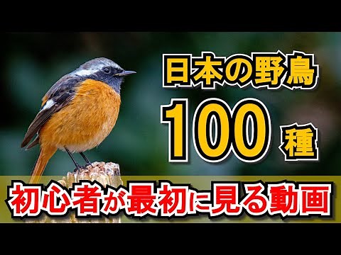 【最新版】日本の野鳥100種！動画で観る初心者用野鳥図鑑！