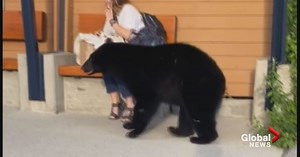 Incredibly close bear encounter caught on camera in Whistler