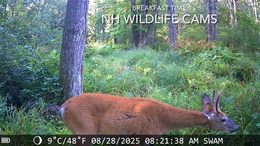 Wrong season? And some wildlife | NH Wildlife Cams