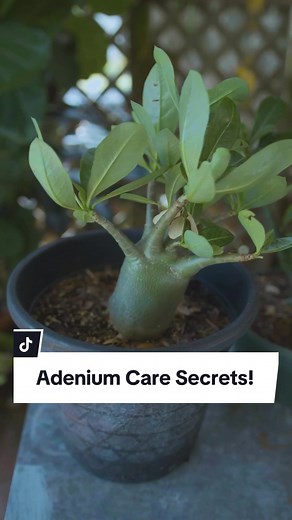 Adenium Care Secrets: How to Grow Thick Trunks and Lush Flowers. Discover the ideal growing conditions for adenium, also known as desert roses, including the two most popular varieties: Adenium Arabicum and Adenium Obesum. This video provides practical tips on creating the perfect potting mix with added perlite for optimal drainage, the importance of adequate sunlight, and the best watering practices. Learn from expert gardeners how to manage the defoliation phase and maximize flower production