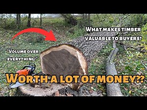 Are your trees worth a lot of money?