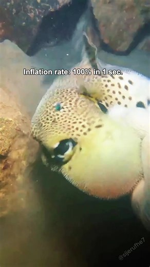 Funny puffer fish#fish#tiktok#foryou #funny#funnytiktok