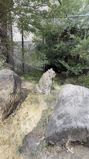 Bobcats are known for their sharp hunting skills, and their ears play a crucial role. While the black tufts on top don’t directly enhance their hearing, they likely serve as a form of communication or camouflage, helping bobcats blend into their surroundings. The real hearing advantage comes from their highly sensitive ears, which can rotate to detect even the faintest sounds of prey, giving them an advantage in the wild. You can learn more about Robert and bobcat adaptations during our daily fe