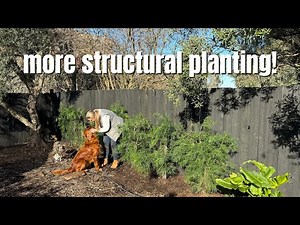 Planting a Living Privacy Wall 🌿 | Podocarpus for Garden Structure