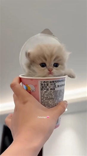 Cute Kittens Compilation✨😻💕 #cat #kitten #cute #funny #shorts #Catsology26