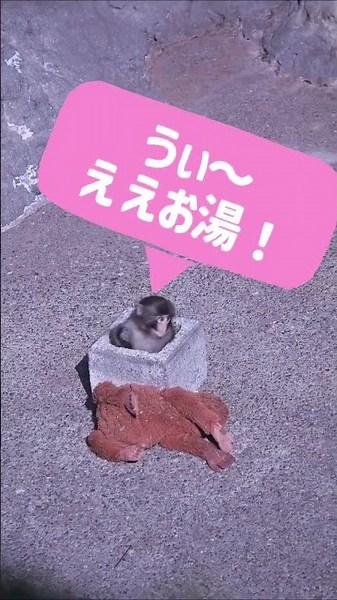 【パンチ劇場】笑点シリーズ第四弾。オープニング決定！風呂好きパンチ！の巻 #monkey #がんばれパンチ #パンチ劇場 #パンチくん #babymonkey #littlemonkey