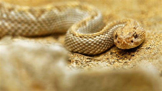 Un randonneur mordu par un serpent meurt en quelques heures après avoir quitté la piste