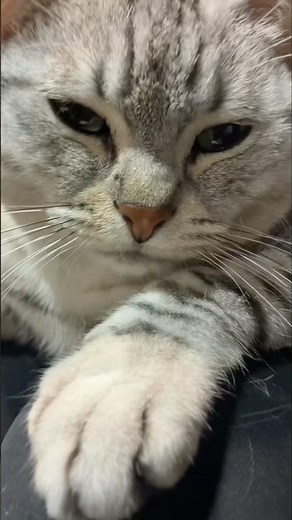 A cat who loves full-body massages #cat #cat #neko