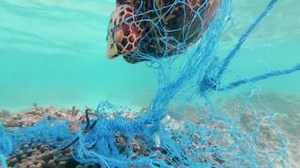 Our documentary - Cutting the Line - will premiere 8 June. Here's a sneak peek. It’s not just Cape fur seals! We’ve said it more than once; we are not seal ambassadors - we aim to raise awareness of the plastic crisis. We do that by rescuing Cape fur seals along our coast from entanglements. However, hundreds of species are affected by entanglements all over the world. Plastic pollution affects humans too: foreign objects in the ocean destroy habitats, negatively affect tourism, and can impact l