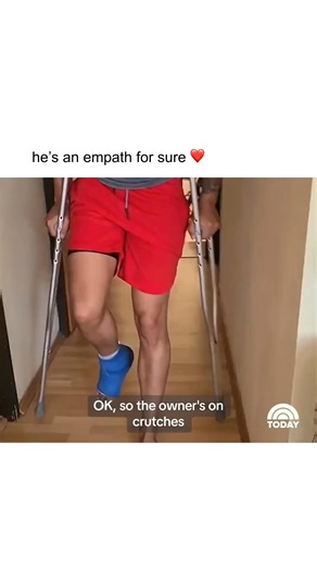 909K views · 30K reactions | Happy National Pet Day!  After seeing their owner on crutches, this cat appeared to walk around the house with a fake limp pretending to have hurt paw. (From March 2024) | Today Show | Facebook