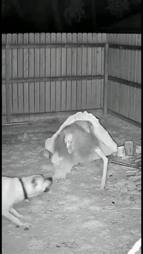 Witch Breaks In… Two Dogs Were Waiting