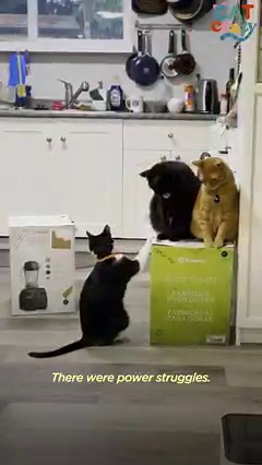 663K views · 10K reactions | These 3 cats won't stop fighting over a Vitamix box, so their moms make a very special request to Vitamix! | The Dodo | Facebook