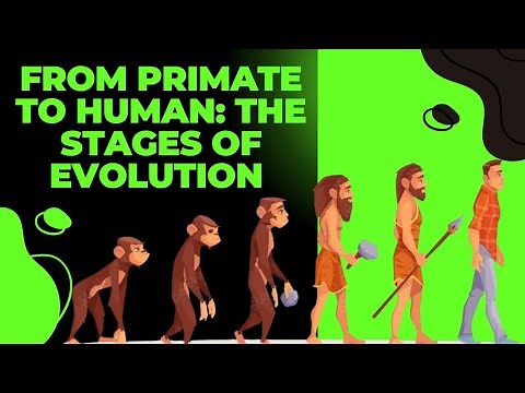 From Primate to Human The Stages of Human Evolution