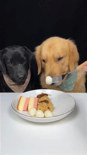 Two pet Dogs eats together and funny moments 😇🥹Three Meals a Day Was Enough? 🍗