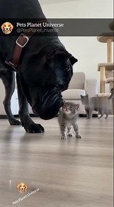 Brave Cat Defends Tiny Kitten from a Huge Dog