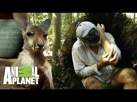 Aventuras con Wild Frank: Emociones en Australia | Animal Planet