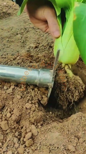 Preparation for New Planting #labeeqagrifarm #SoilWork #LandPrep