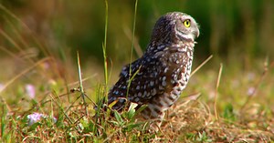 Cape Coral growth hurting burrowing owls