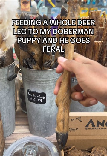 Feeding My Doberman a Whole Deer Leg