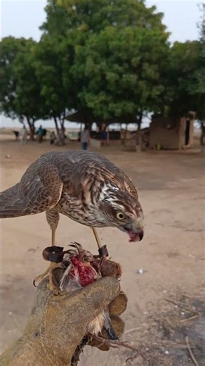 Sparrowhawk Fist Calling Practice & Training