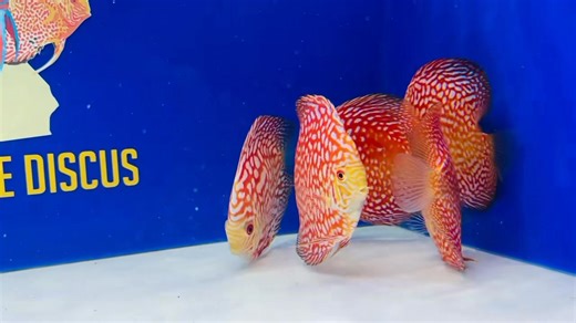 🌟 Checkerboard Discus Sale! 🌟 Bring vibrant color and energy to your aquarium with all of our stunning Checkerboard Discus— now 15% OFF for a limited time! Each fish is hand-selected for its striking pattern and bold colors, making it the perfect centerpiece for any tank. Sale ends October 23rd, so don’t miss your chance to add these show-stopping discus to your collection. goldenstatediscus.com or text/call Lynda at 916-257-5334 #PigeonCheckerboardDiscus #CheckerboardDiscus #PigeonBloodDiscus