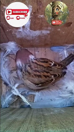 REVIEW BIRD IN NESTS #birds #wildbirdphotography #birdhomes #birdlovers #birdhouses #nature