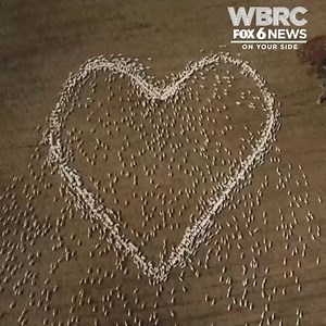 A farmer in Australia paid tribute to his aunt after not being able to attend her funeral, due to COVID restrictions. Jackson arranged the grain for feeding time in the shape of a heart which allowed the sheep to roam freely and eat. 🤍 (Source: Ben Jackson) https://bit.ly/3ixGEAr | WBRC 6 News