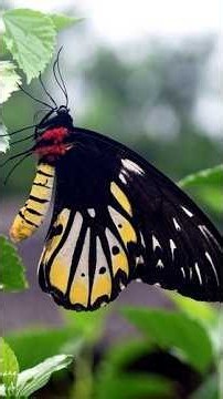 World’s 5 Largest Butterflies 🦋