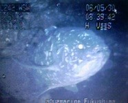 Coelacanth caught on video