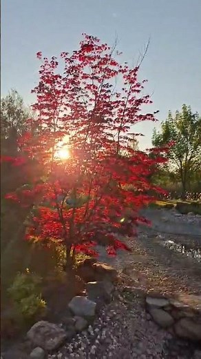 Japanese Maple Transformation in Fall #gardening #beforeandafter #nature