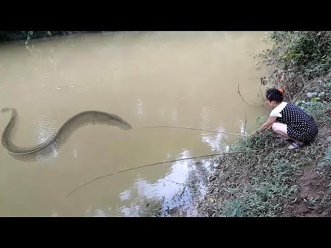 VN Daily - Amazing. Beautiful Girl, Fishing with bamboo in river. River fishing is easy in Vietnam
