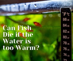 Can Fish Die if the Water is too Warm? A Comprehensive Guide