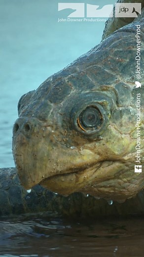 Robotic spy turtle joins an epic turtle Invasion but has an astonishing trick up its sleeve to film up close and personal among the olive ridley sea turtles. Every year hundreds of thousands of olive ridley sea turtles come to the shores of Ostional in Costa Rica to lay their eggs. Around 20,000 may arrive in a single day! Clip taken from episode 1 'The Tropics' of Spy in the Wild 2. #naturaleza #turtles #costarica #swarm #davidtennant | John Downer Productions