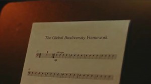 The Global Biodiversity Framework (GBF) is top of mind at this week's UN General Assembly in New York. But what is the GBF and why do we need it? With the help of an orchestra, we explain what it means for people and nature. Sound on for this one! 🔊 | WWF-Canada