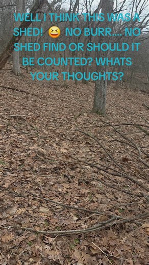 Debating the Value of Shed Antlers in Hunting