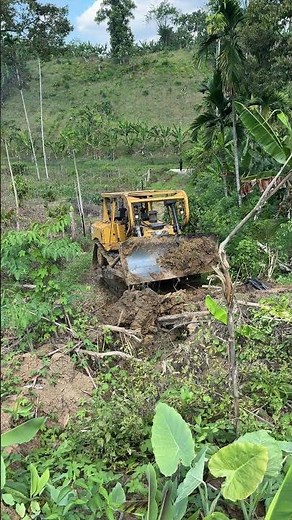 D6R XL Bulldozer in the Plantation