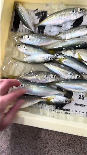 ３月１６日土曜日は４０分だけ竿を出して。田辺市芳養（はや）内湾でサビキ釣りの釣果。マアジは半分弱。丸アジは大きくなっており17センチ程度が主流。#shorts