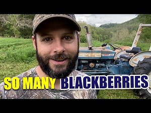 Easy Way to Grow Wild Blackberries
