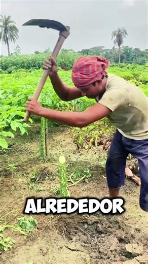 Este agricultor está sacando un tubérculo gigante de la tierra🤯